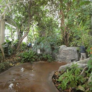 Amazonia - The Rainforest