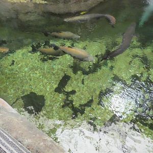 Amazonia - The Rainforest - View of Second Tank from Above