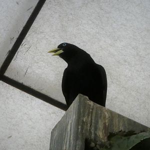 Amazonia - Yellow-rumped Cacique