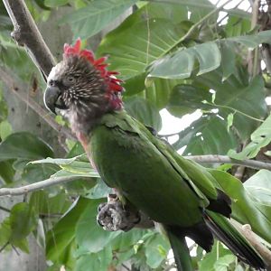 Amazonia - The Rainforest - Red-fan Parrot