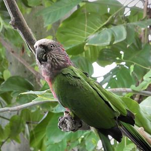 Amazonia - The Rainforest - Red-fan Parrot