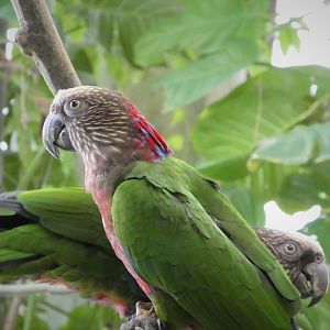Amazonia - The Rainforest - Red-fan Parrot