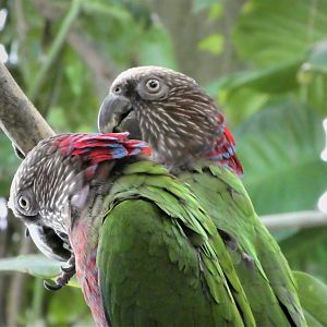 Amazonia - The Rainforest - Red-fan Parrot