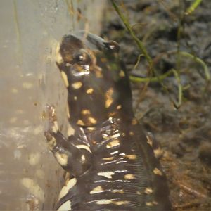 Amazonia - California Tiger Salamander