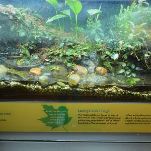 Amazonia - Panamanian Golden Frog Exhibit
