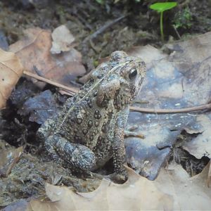 Amazonia - Fowler's Toad
