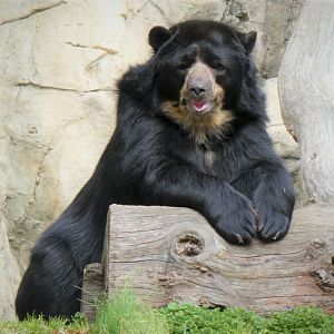 Amazonia - Spectacled Bear