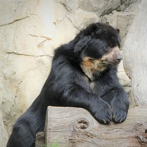 Amazonia - Spectacled Bear