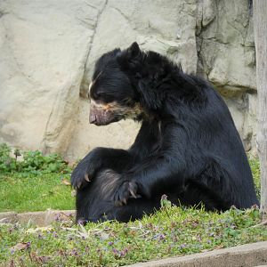 Amazonia - Spectacled Bear