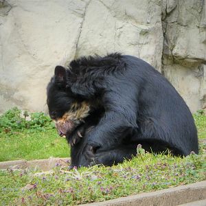 Amazonia - Spectacled Bear