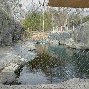 American Trail - Gray Seal, Harbor Seal Exhibit