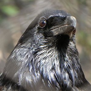 American Trail - Northern Raven
