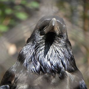 American Trail - Northern Raven