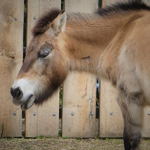 Small Mammal House - Przewalski's Horse