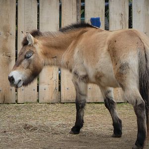 Small Mammal House - Przewalski's Horse