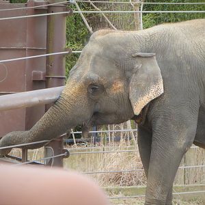 Elephant Trails - Asian Elephant