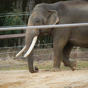 Elephant Trails - Sri Lankan Elephant - Spike