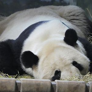 Asia Trail - Giant Panda - Tian Tian