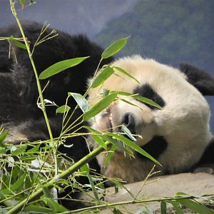 Asia Trail - Giant Panda - Mei Xiang
