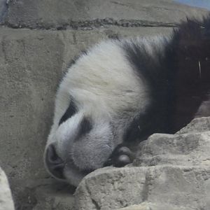 Asia Trail - Giant Panda - Xiao Qi Ji