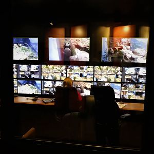 Asia Trail - Panda Surveillance