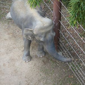 Elephant Trails - Asian Elephant