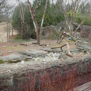 Asia Trail - Asian Small-clawed Otter Exhibit