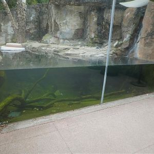 Asia Trail - Asian Small-clawed Otter Exhibit Underwater Viewing