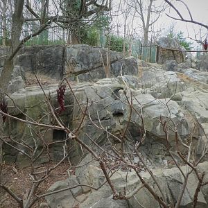 Asia Trail - Indian Sloth Bear Exhibit 1