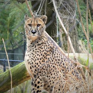 Cheetah Conservation Station - Cheetah