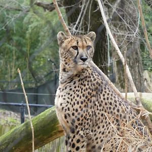 Cheetah Conservation Station - Cheetah
