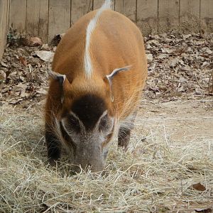 Cheetah Conservation Station - Red River Hog