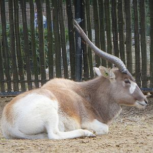 Cheetah Conservation Station - Addax