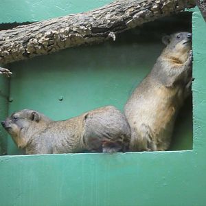 Small Mammal House - Rock Hryaxes