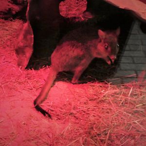 Small Mammal House - Woylie