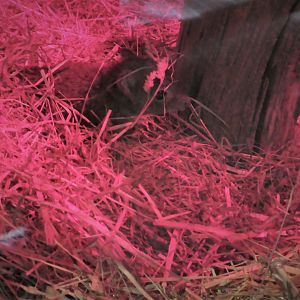 Small Mammal House - Woylie