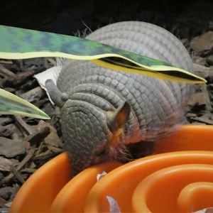 Small Mammal House - Screaming Hairy Armadillo