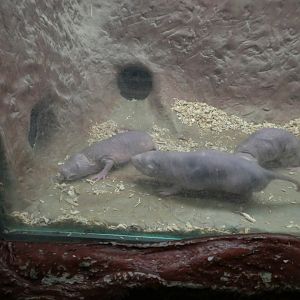 Small Mammal House - Naked Mole Rats