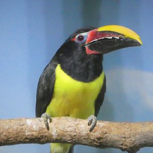 Small Mammal House - Green Aracari