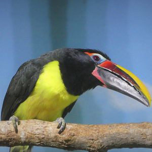 Small Mammal House - Green Aracari