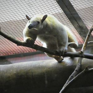 Small Mammal House - Southern Tamandua