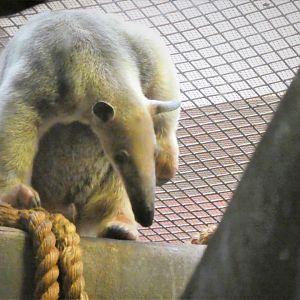 Small Mammal House - Southern Tamandua
