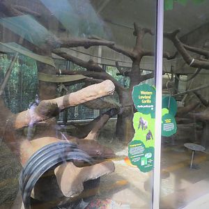 Primates - Great Ape House - Western Lowland Gorilla Indoor Quarters 1