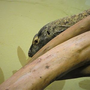 Reptile Discovery Center - Komodo Dragon