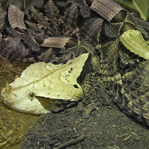 Reptile Discovery Center - Gaboon Viper