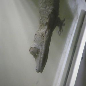 Reptile Discovery Center - Henkel's Leaf-tailed Gecko