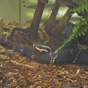 Reptile Discovery Center - Taylor's Cantil