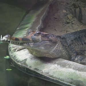 Reptile Discovery Center - False Gharial