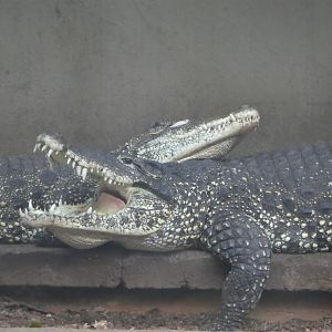 Reptile Discovery Center - Cuban Crocodiles