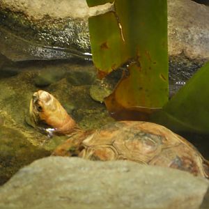 Reptile Discovery Center - Golden Coin Turtle